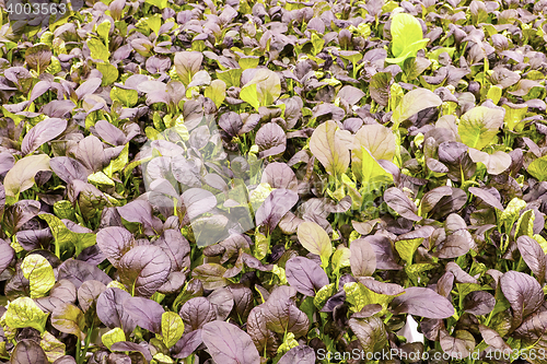 Image of Red romaine salad