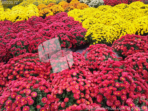 Image of Vibrant red and yellow chrysanthemums