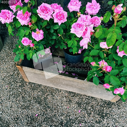 Image of Pots with beautiful pink roses