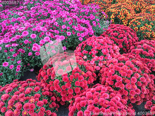 Image of Beautiful red and purple chrysanthemums
