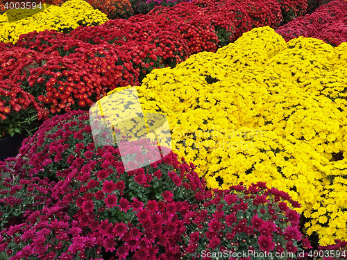 Image of Yellow, red and purple chrysanthemums