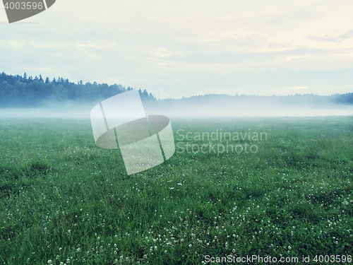 Image of Dreamy green meadow with wild clover