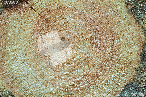 Image of Cross section of tree stump