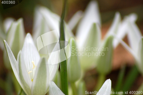 Image of Spring Flowers