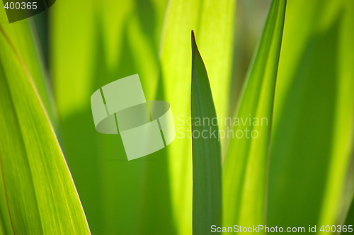 Image of Green