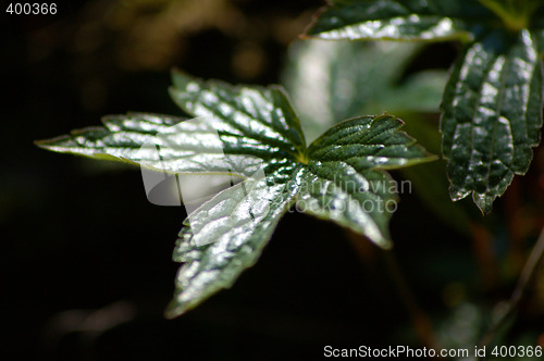 Image of Nature