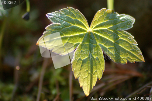 Image of Spring