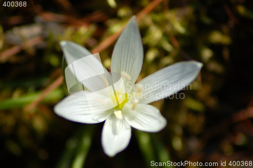Image of FlowersWorld