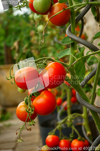 Image of tomatoes plants with produce 
