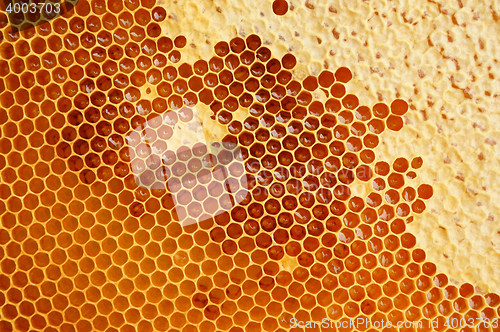 Image of honeycomb texture with honey