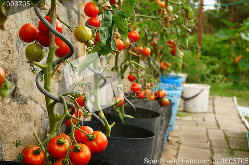Image of tomatoes plants with produce 