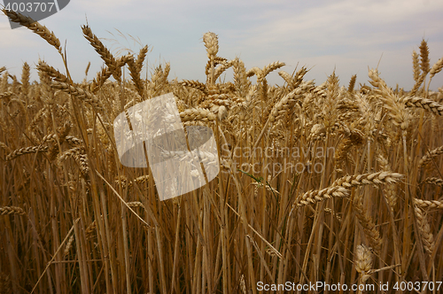 Image of golden corn field