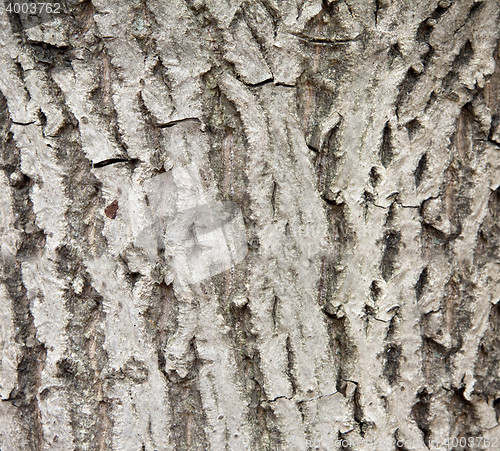Image of Peel tree background