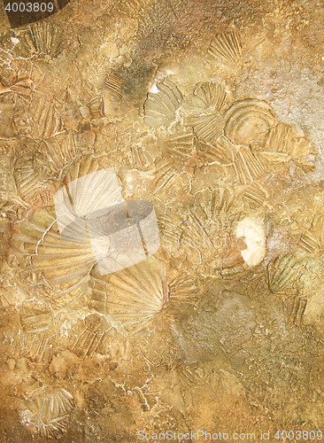 Image of Shell sediment abstract background