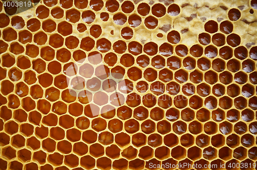 Image of honeycomb texture with honey