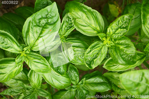 Image of sweet green basil leaves texture