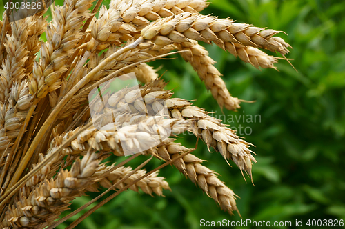 Image of golden corn wheat