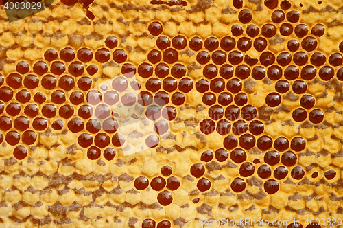 Image of honeycomb texture with honey