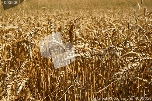 Image of golden corn field