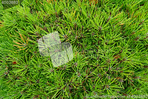 Image of coniferous green texture