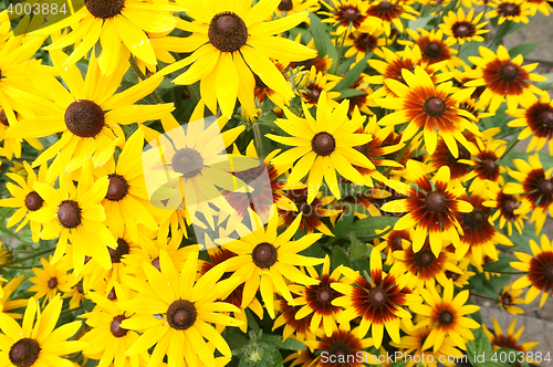 Image of yellow echinacea flowers