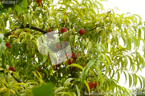 Image of peach tree with fruits