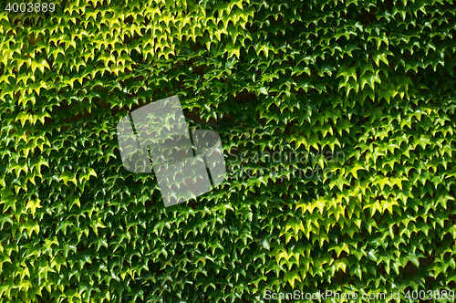 Image of boston ivy plant background