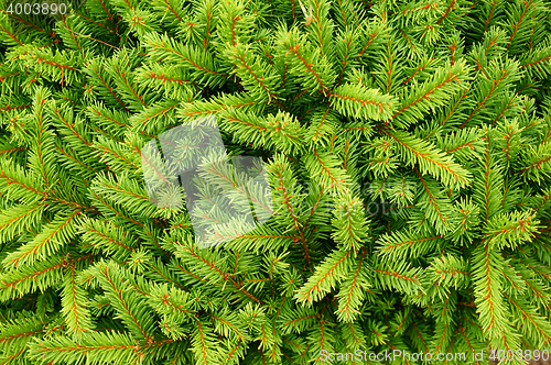 Image of coniferous green texture
