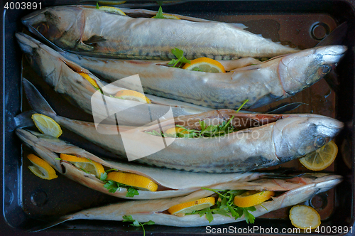 Image of raw mackerel fishes with lemon