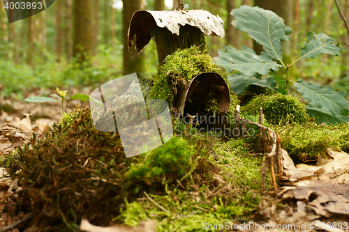 Image of house from moss