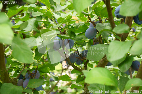 Image of plum tree with fruits