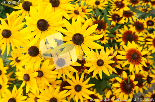 Image of yellow echinacea flowers