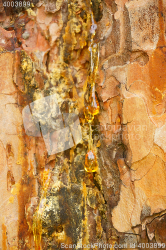 Image of drops of pitch on the bark