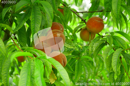 Image of peach tree with fruits