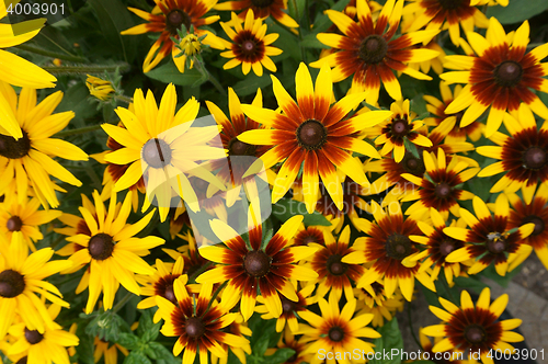 Image of yellow echinacea flowers