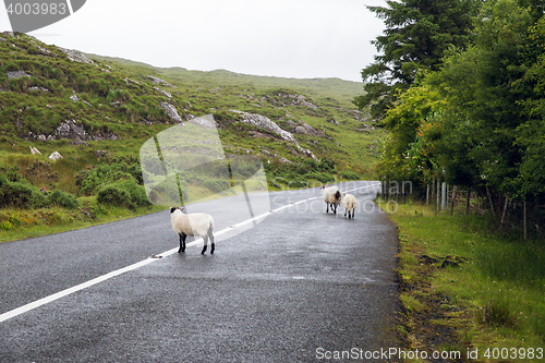 Image of sheep grazing on road at connemara in ireland