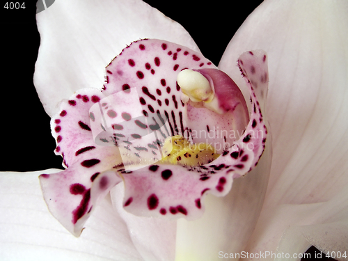 Image of Beautiful Orchid