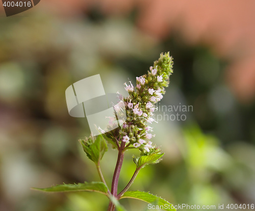 Image of Peppermint (Mentha piperita) plant