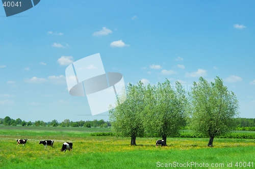 Image of Summer Landscape