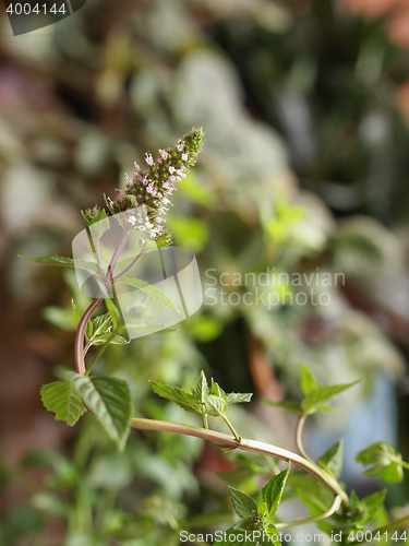 Image of Peppermint (Mentha piperita) plant