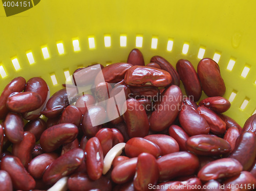 Image of Kidney beans legumes vegetables