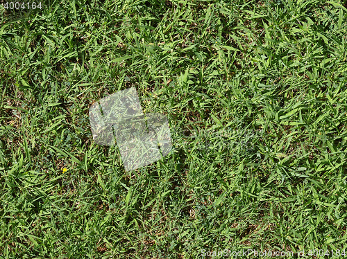 Image of Green grass meadow background