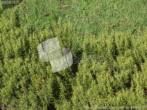 Image of Rosemary (Rosmarinus) plant