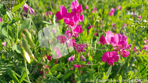 Image of Sweet peas flower growing wild