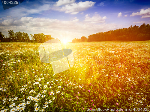 Image of Summer blooming meadow field