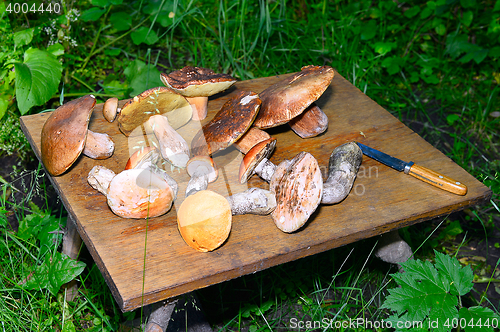 Image of  Wild mushroom on the table