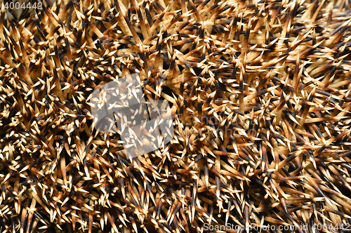 Image of Needles of a hedgehog close up, texture