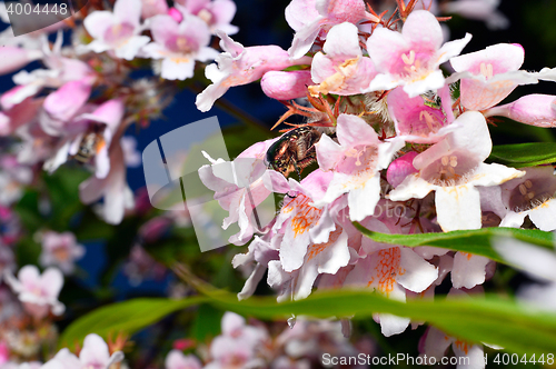 Image of  Spring blossom background