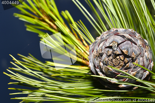 Image of Pine branch on a branch close-up coniferous tree