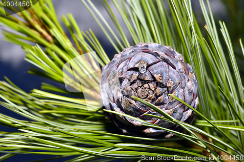 Image of Pine branch on a branch close-up coniferous tree